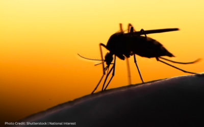 Why Ignoring Malaria in Africa Undermines U.S. Interests