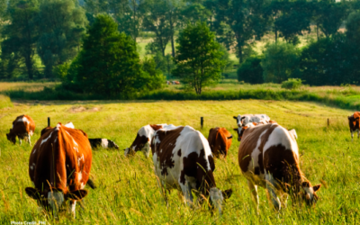 Supporting Regenerative Beef for a More Healthy, Equitable Food System