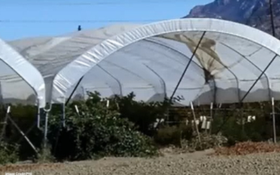Webinar Recording: Developing Effective Protocols to Protect Farmworkers from Heat Illness in Polytunnels